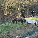 Shetland pony's op het spoor bij Ommen. Foto: Politie Ommen