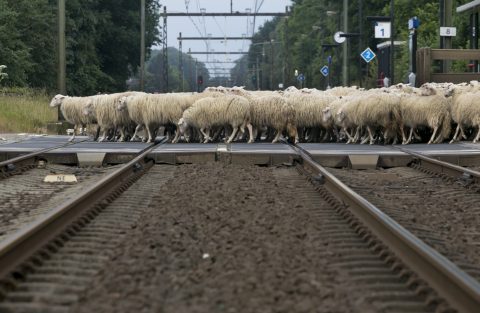 Een kudde schapen steekt het spoor over, foto: ANP