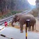 Een olifant steekt een spoorwegovergang over in West-Bengalen, India