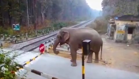 Een olifant steekt een spoorwegovergang over in West-Bengalen, India