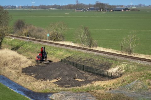 Dassen langs het spoor in Friesland