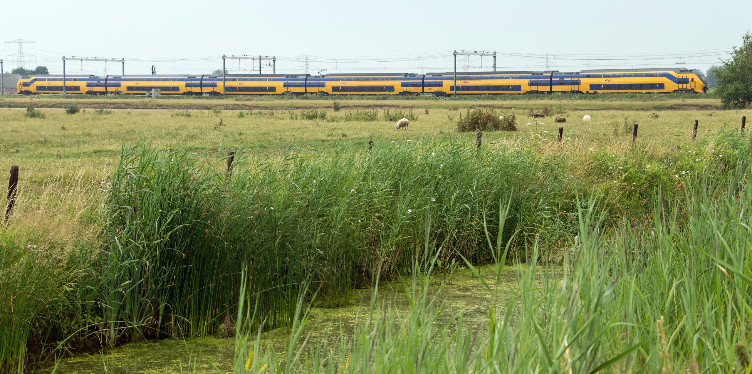 Ingenieurs en bewoners bespreken kansen voor natuur langs spoor in Schiedam