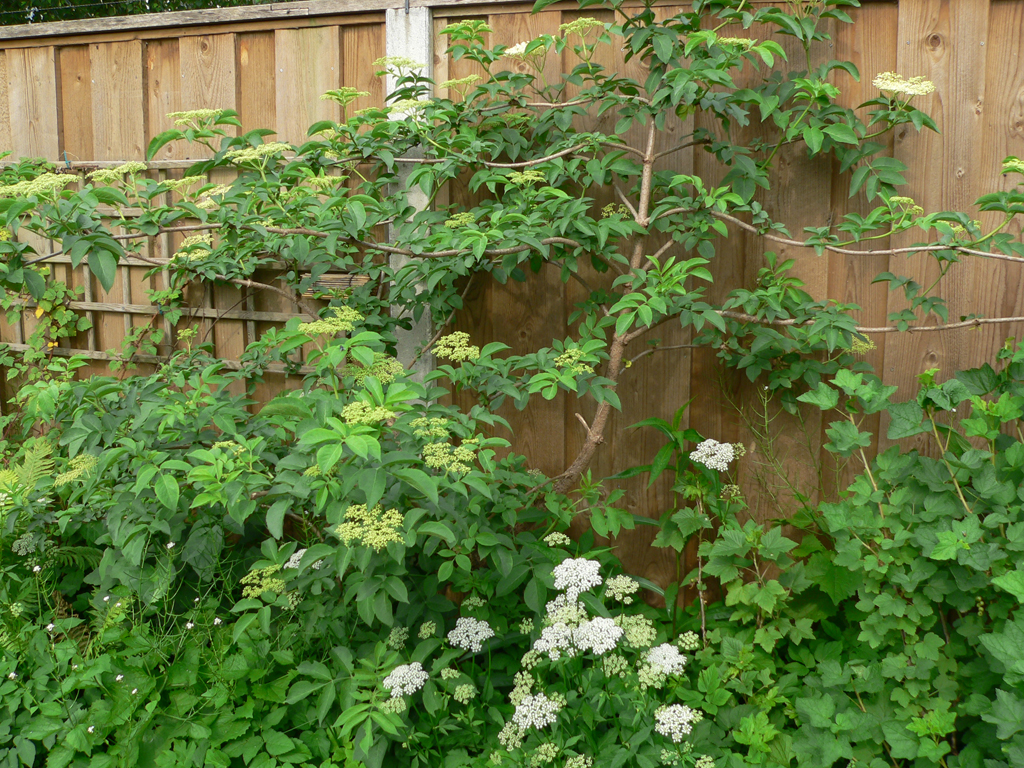 In Vroomshoop haalt ProRail tuinen leeg vanwege asbest